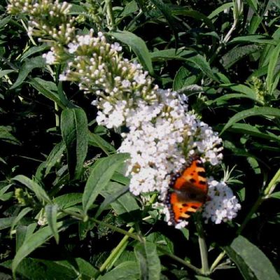 Buddleja