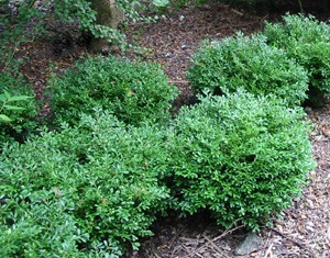 Buxus