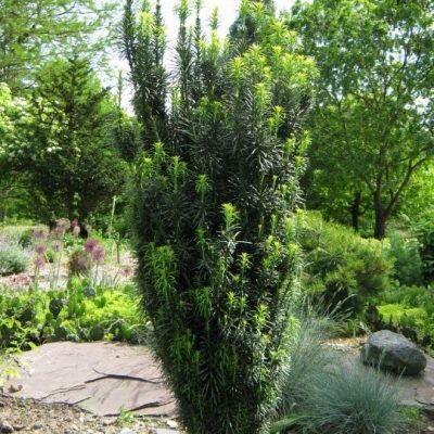 Cephalotaxus