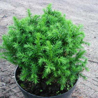 Cryptomeria