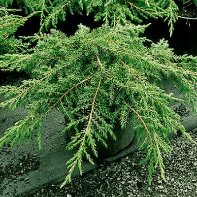 Juniperus