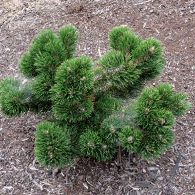 Pinus