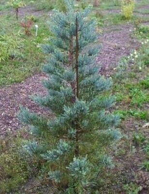 Sequoiadendron