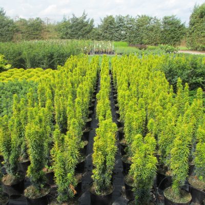 Taxus