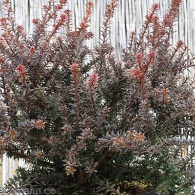 Podocarpus