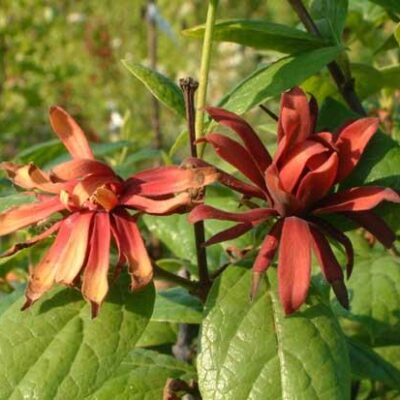 Calycanthus
