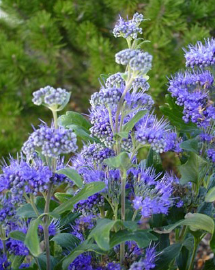 Caryopteris