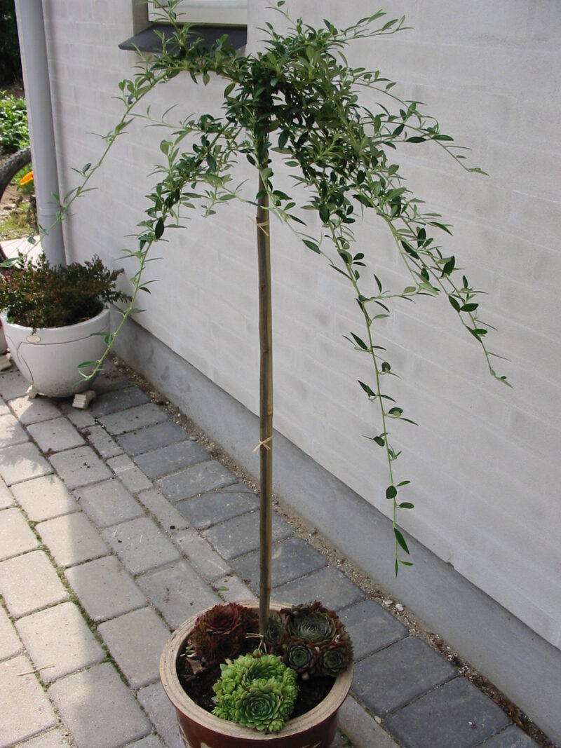 Cotoneaster salicifolius Gnom CO 70 cm STAM Hillis Planteskole