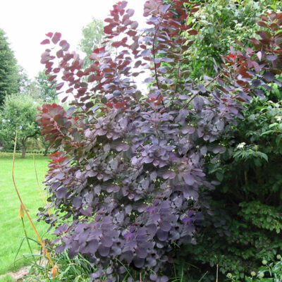 Cotinus