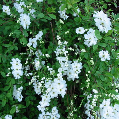 Exochorda