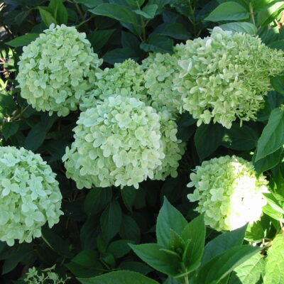 Hydrangea