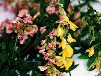 Laburnocytisus