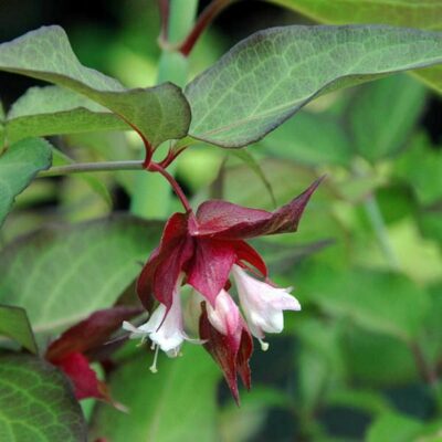 Leycesteria