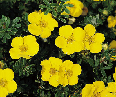 Potentilla