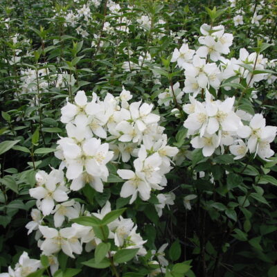 Philadelphus