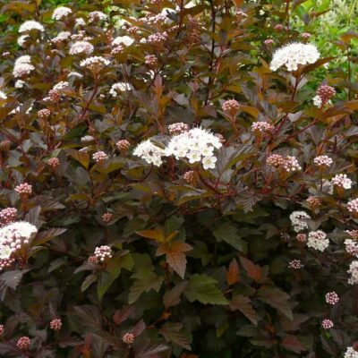 Physocarpus