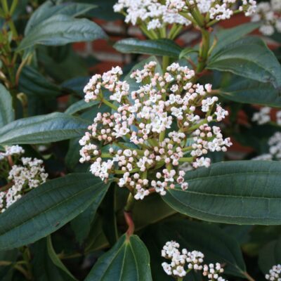 Viburnum