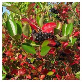 Aronia