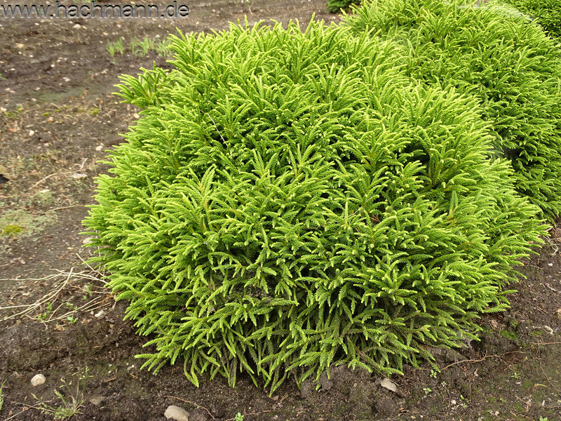 Cryptomeria japonica Little Champion CO | Hillis Planteskole