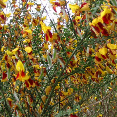 Cytisus