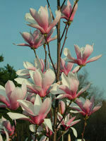 Magnolia