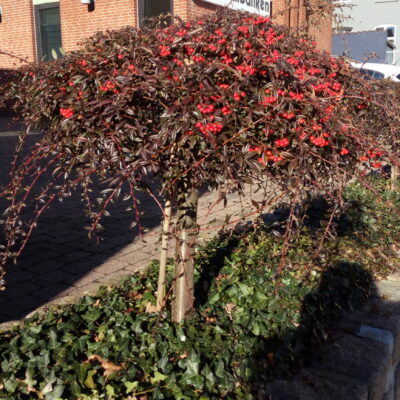 Cotoneaster