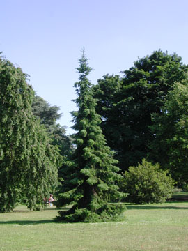 Picea