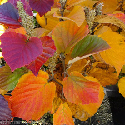 Fothergilla