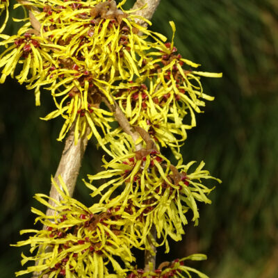 Hamamelis