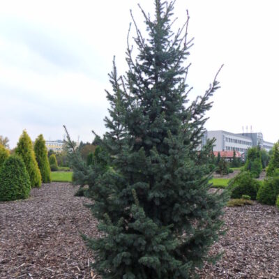 Pseudotsuga