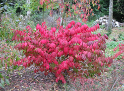 Euonymus