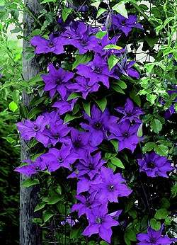 Clematis