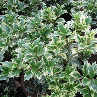 Osmanthus