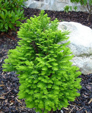 Taxodium