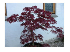 Acer
